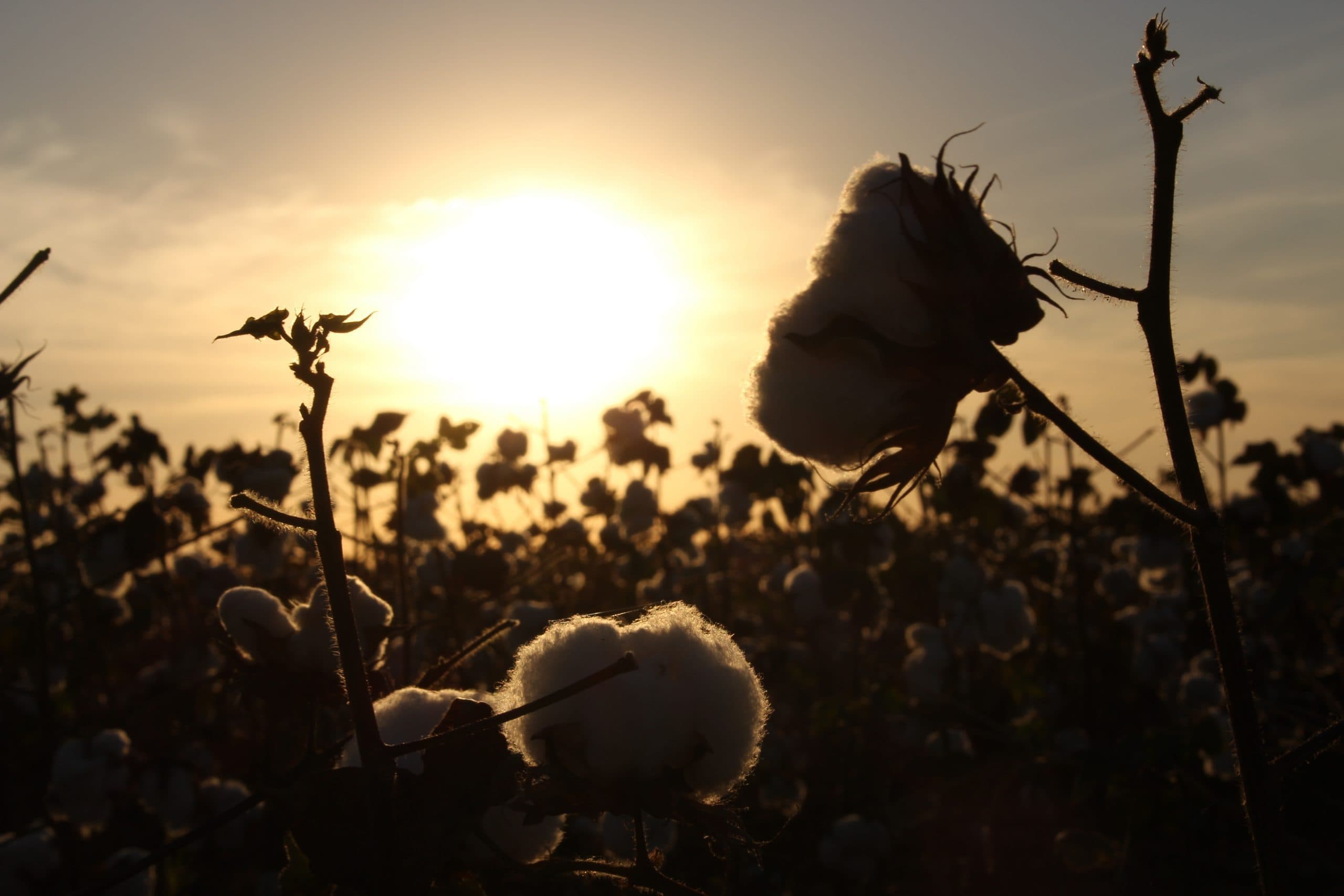 Cotton field evening