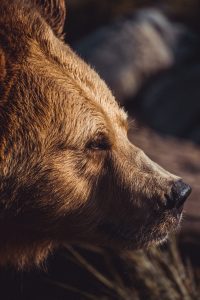 Bear Portrait